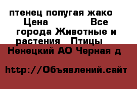 птенец попугая жако  › Цена ­ 60 000 - Все города Животные и растения » Птицы   . Ненецкий АО,Черная д.